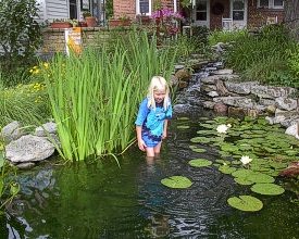 Lily Pond